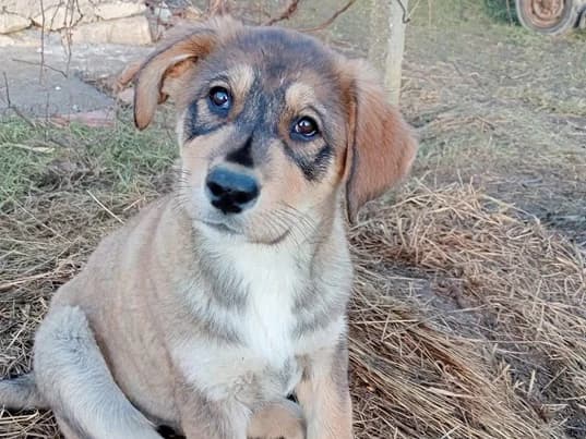 Feline, female puppy Mixed Breed for adoption at Ein Herz für Streuner e.V., München