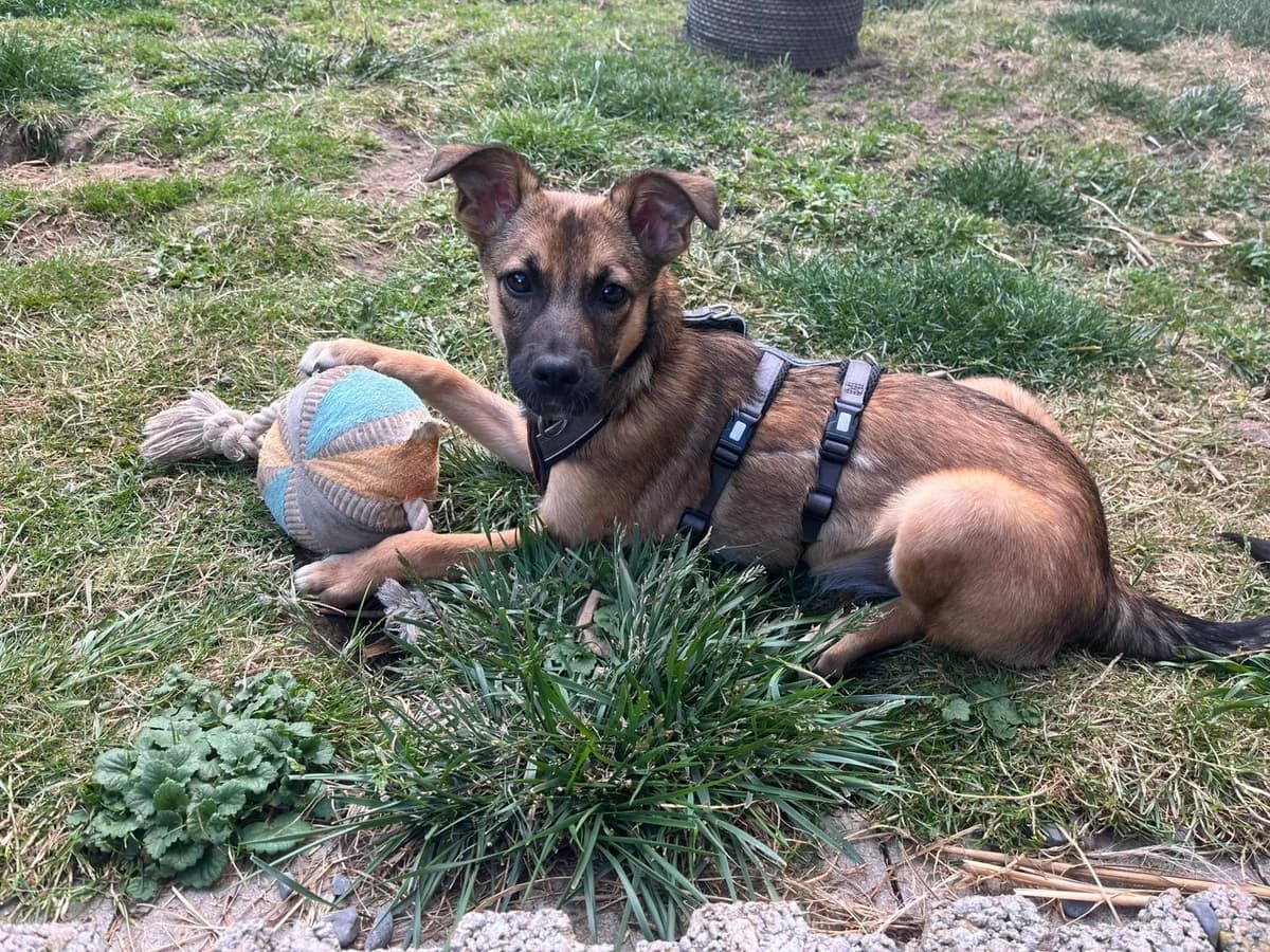 Feline, female puppy Mixed Breed for adoption at Ein Herz für Streuner e.V., München