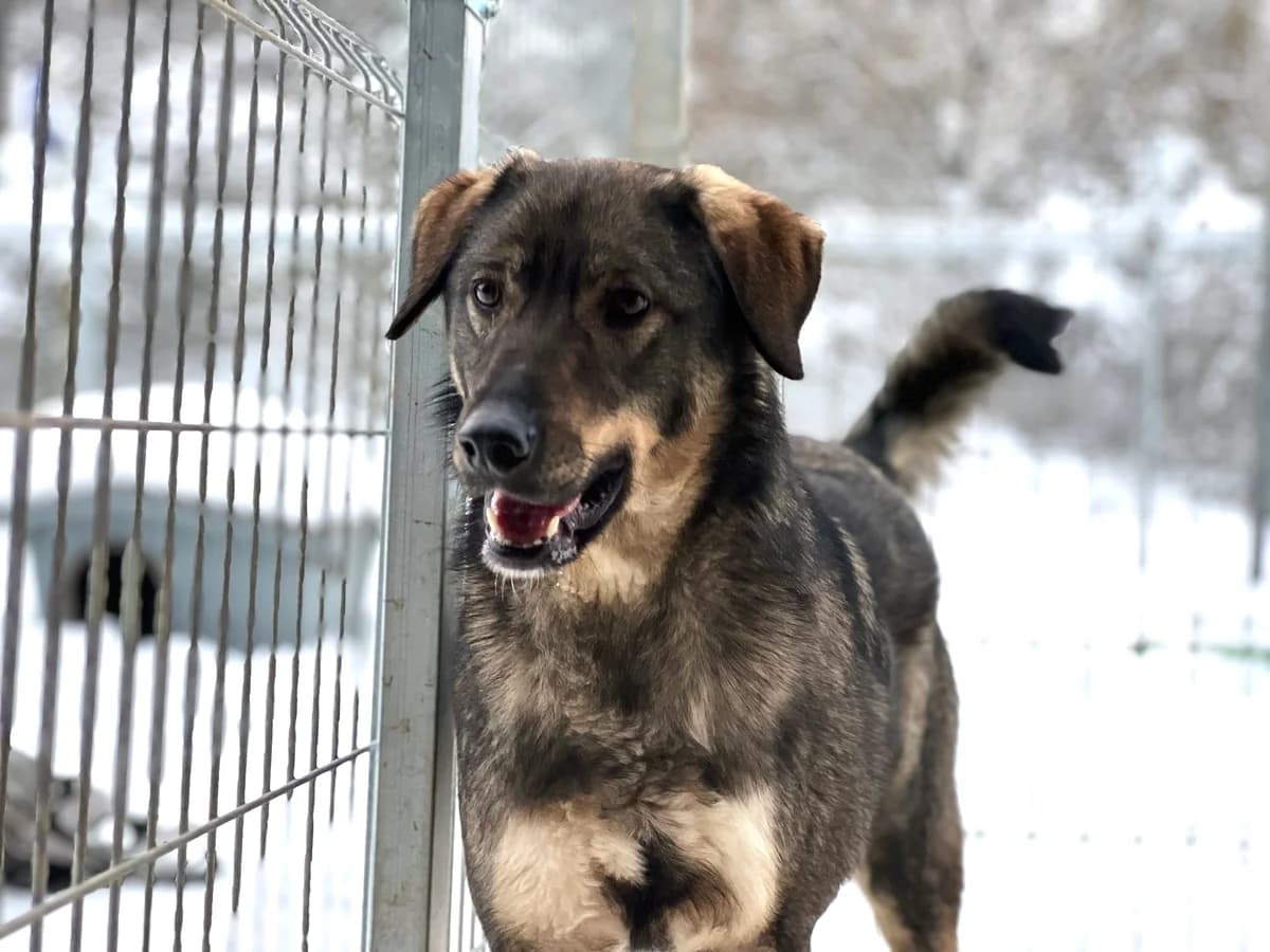 Felio, male 5yo Mixed Breed for adoption at Ein Herz für Streuner e.V., München