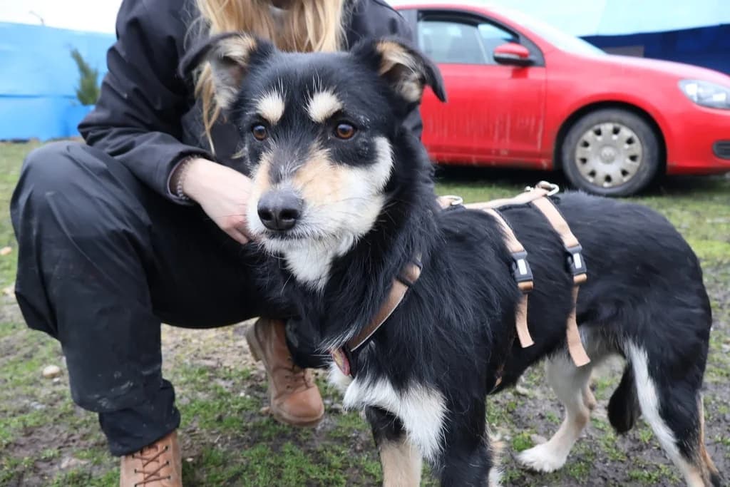 Felipe, male young Mixed Breed for adoption at Ein Herz für Streuner e.V., München