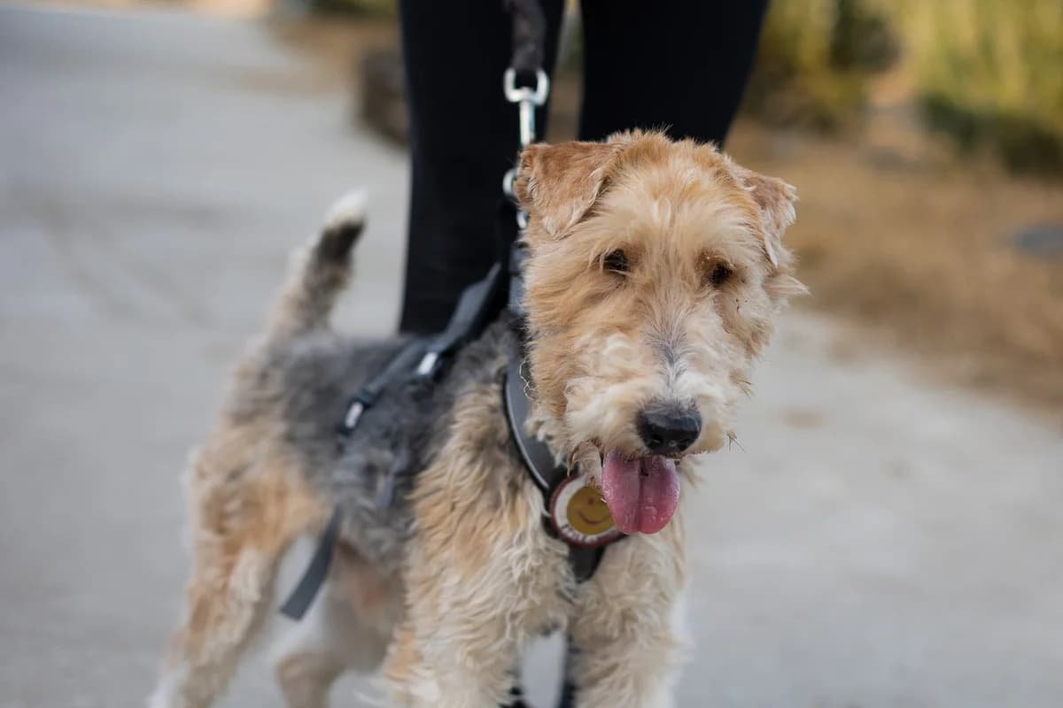 Felix, male young Mixed Breed for adoption at Ein Herz für Streuner e.V., München