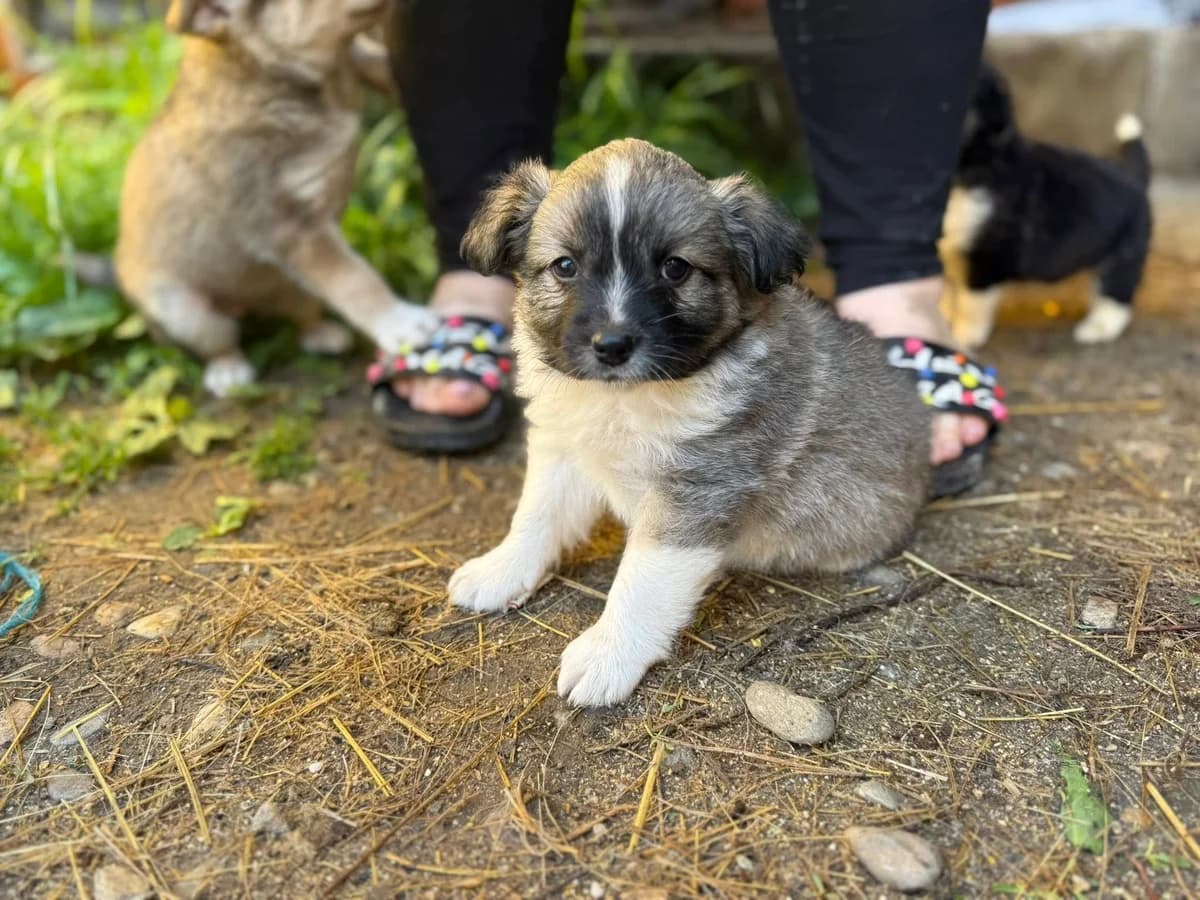 Felix, male puppy Mixed Breed for adoption at Ein Herz für Streuner e.V., München