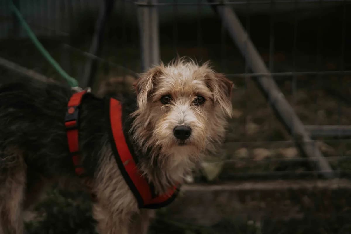 Feliz, young Mixed Breed for adoption at Ein Herz für Streuner e.V., München
