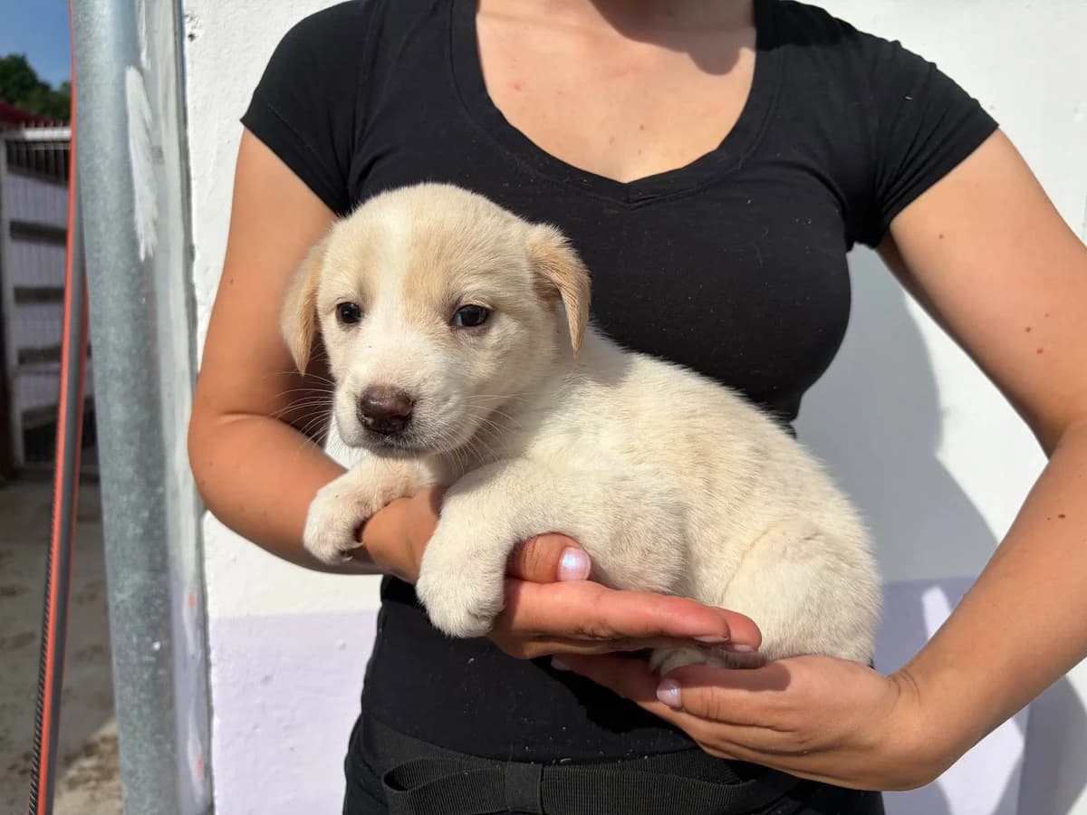 Feliz, weiß female puppy Mixed Breed for adoption at Ein Herz für Streuner e.V., München