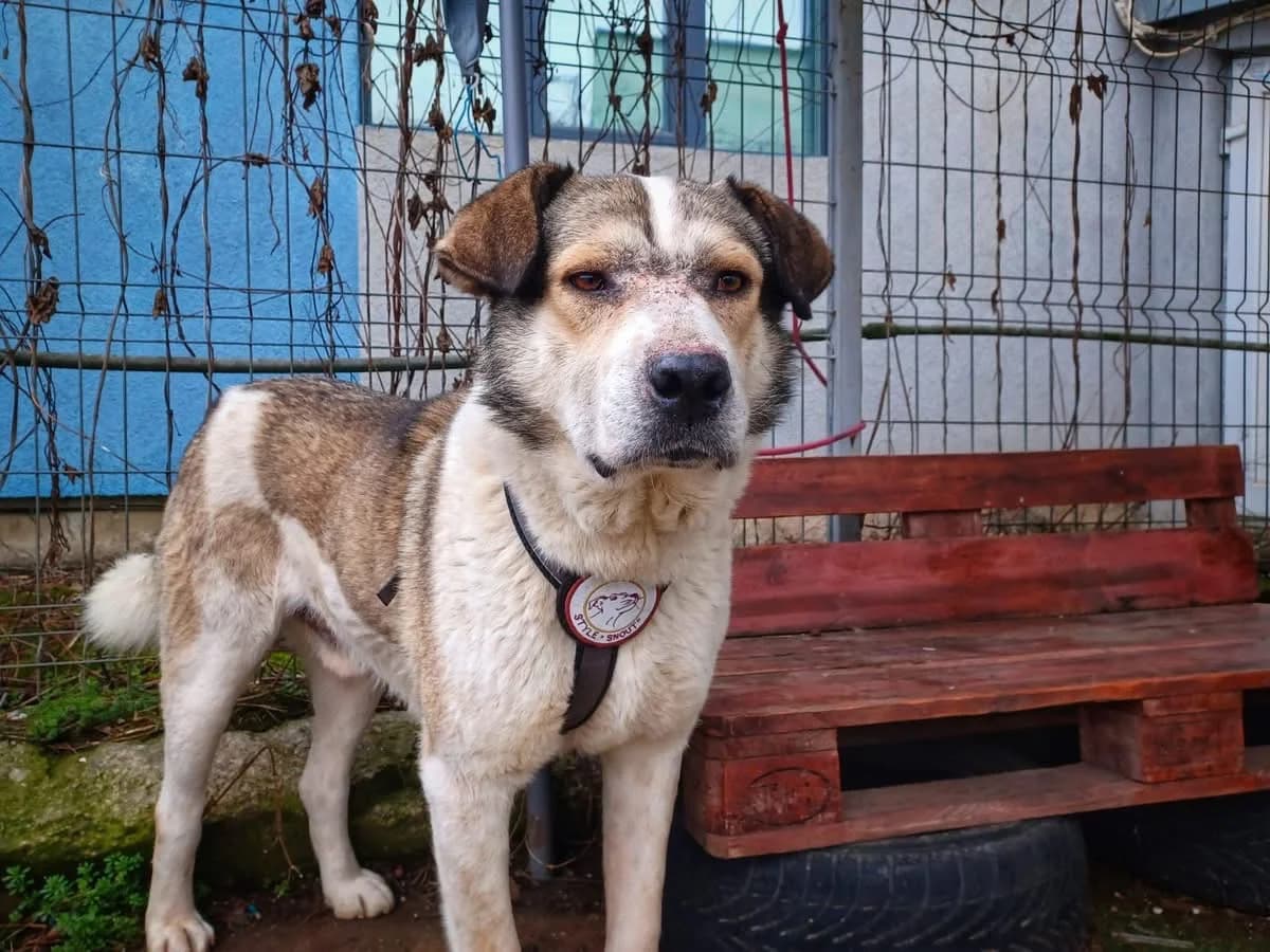 Fellow, male 6yo Mixed Breed for adoption at Ein Herz für Streuner e.V., München