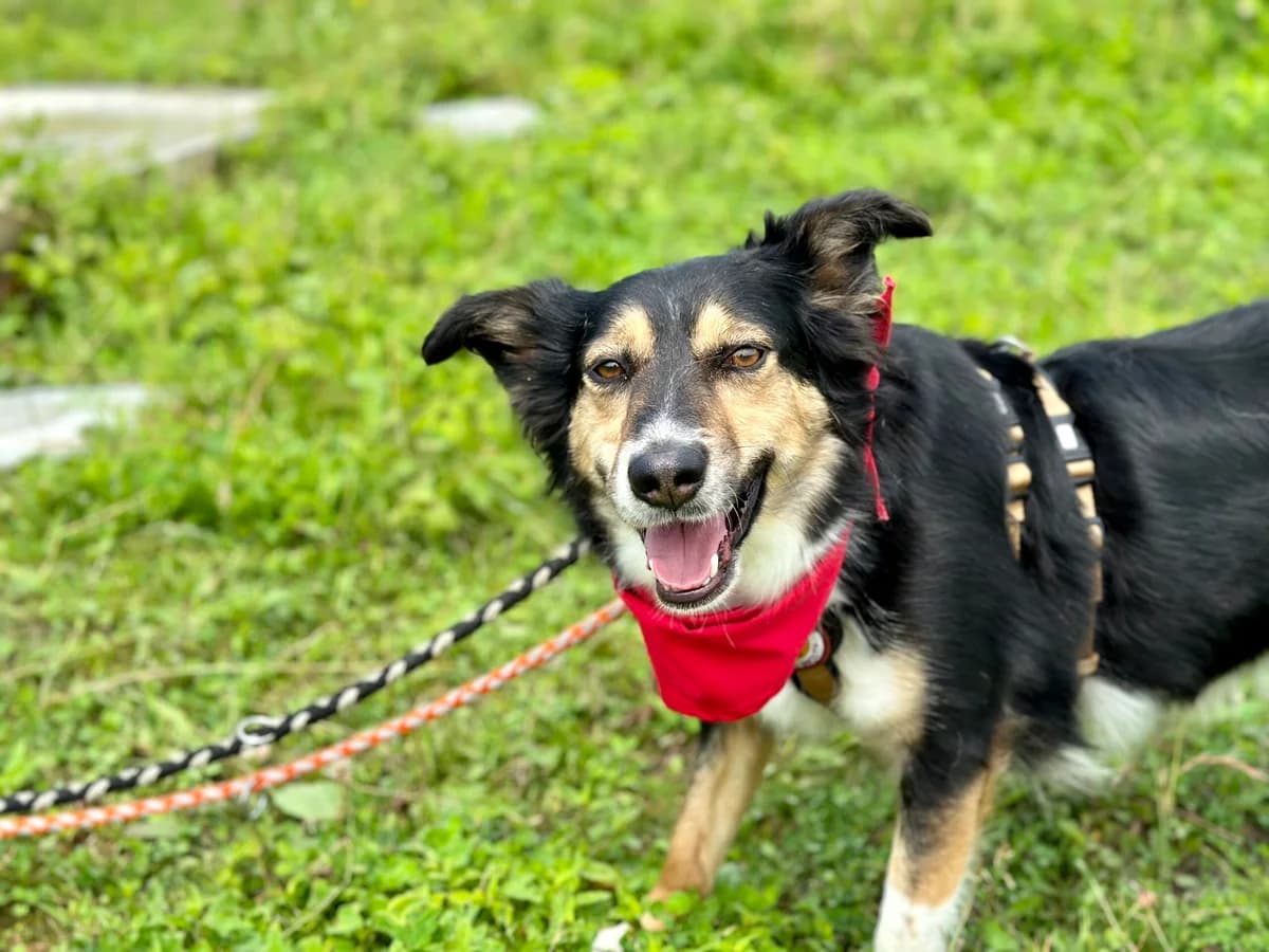 Femi, female 3yo Mixed Breed for adoption at Ein Herz für Streuner e.V., München