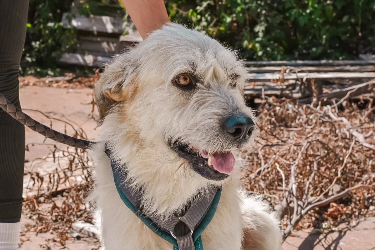 Fendris, male senior Mixed Breed for adoption at Ein Herz für Streuner e.V., München