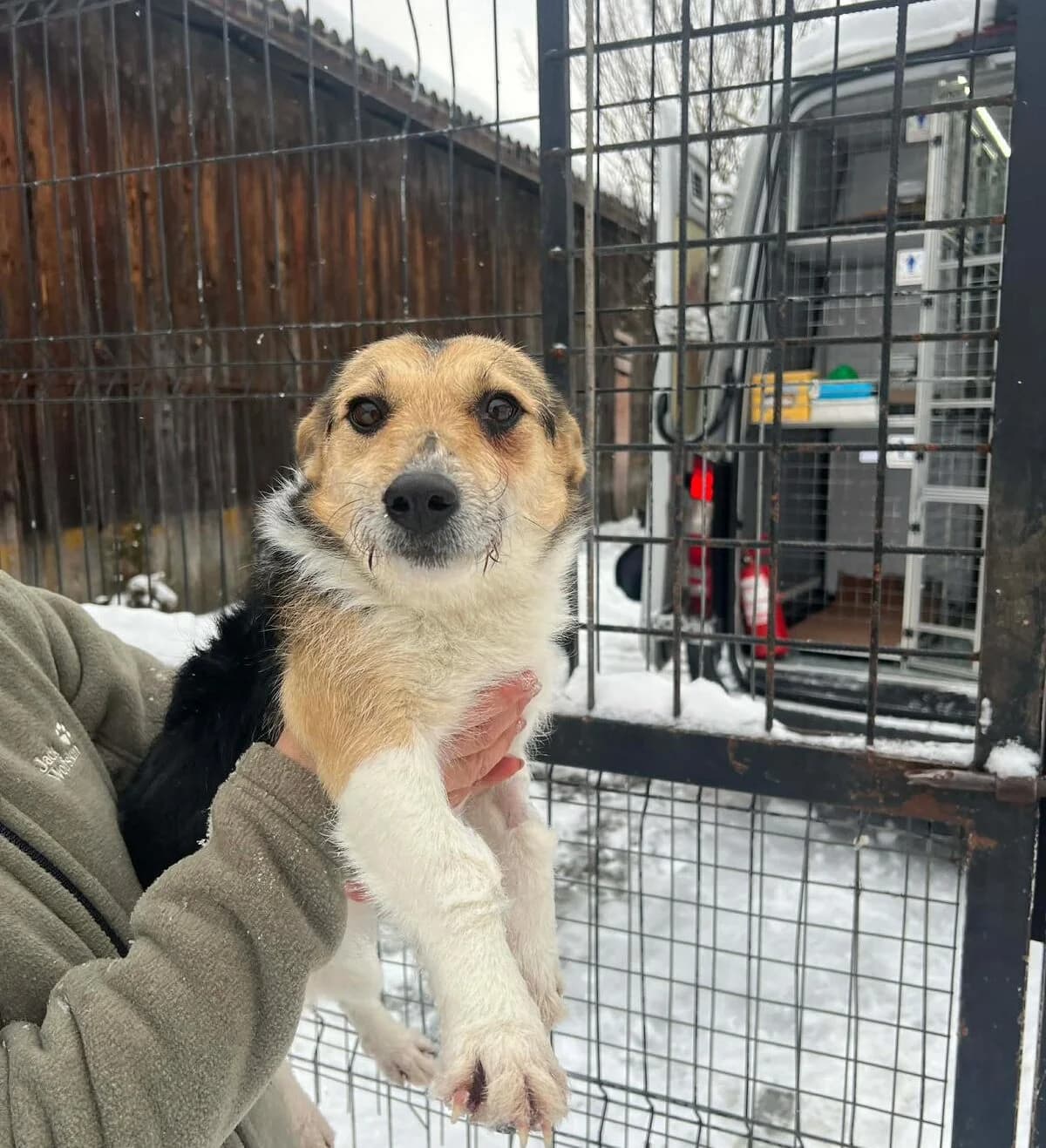 Fenel, female young Mixed Breed for adoption at Ein Herz für Streuner e.V., München