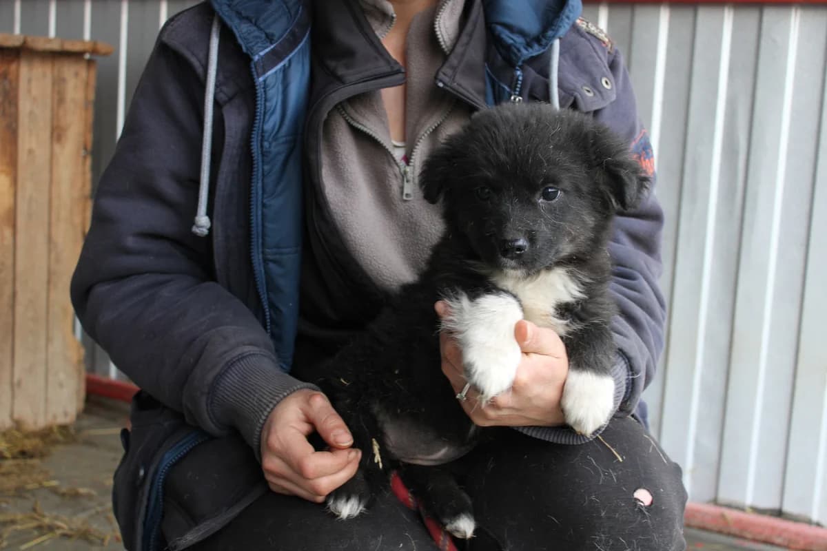 Fenja, female puppy Mixed Breed for adoption at Ein Herz für Streuner e.V., München