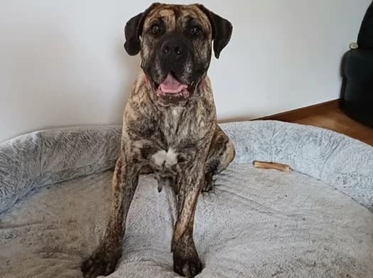 Fenja, female 5yo Mixed Breed for adoption at Ein Herz für Streuner e.V., München