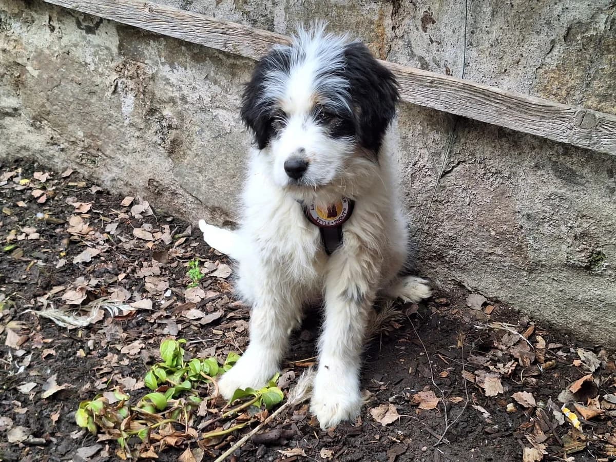 Fenja, schwarz female puppy Mixed Breed for adoption at Ein Herz für Streuner e.V., München