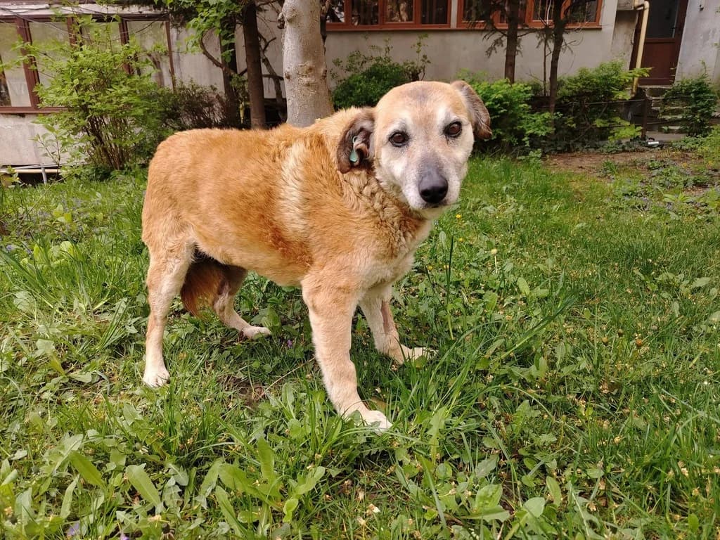 Fenna, female senior Mixed Breed for adoption at Ein Herz für Streuner e.V., München