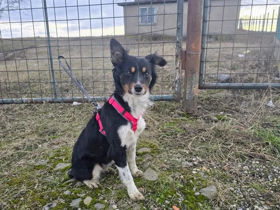 Fenni, schwarz female young Mixed Breed for adoption at Ein Herz für Streuner e.V., München