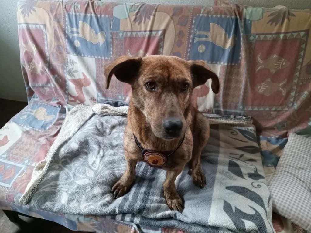 Fenya, female 6yo Mixed Breed for adoption at Ein Herz für Streuner e.V., München