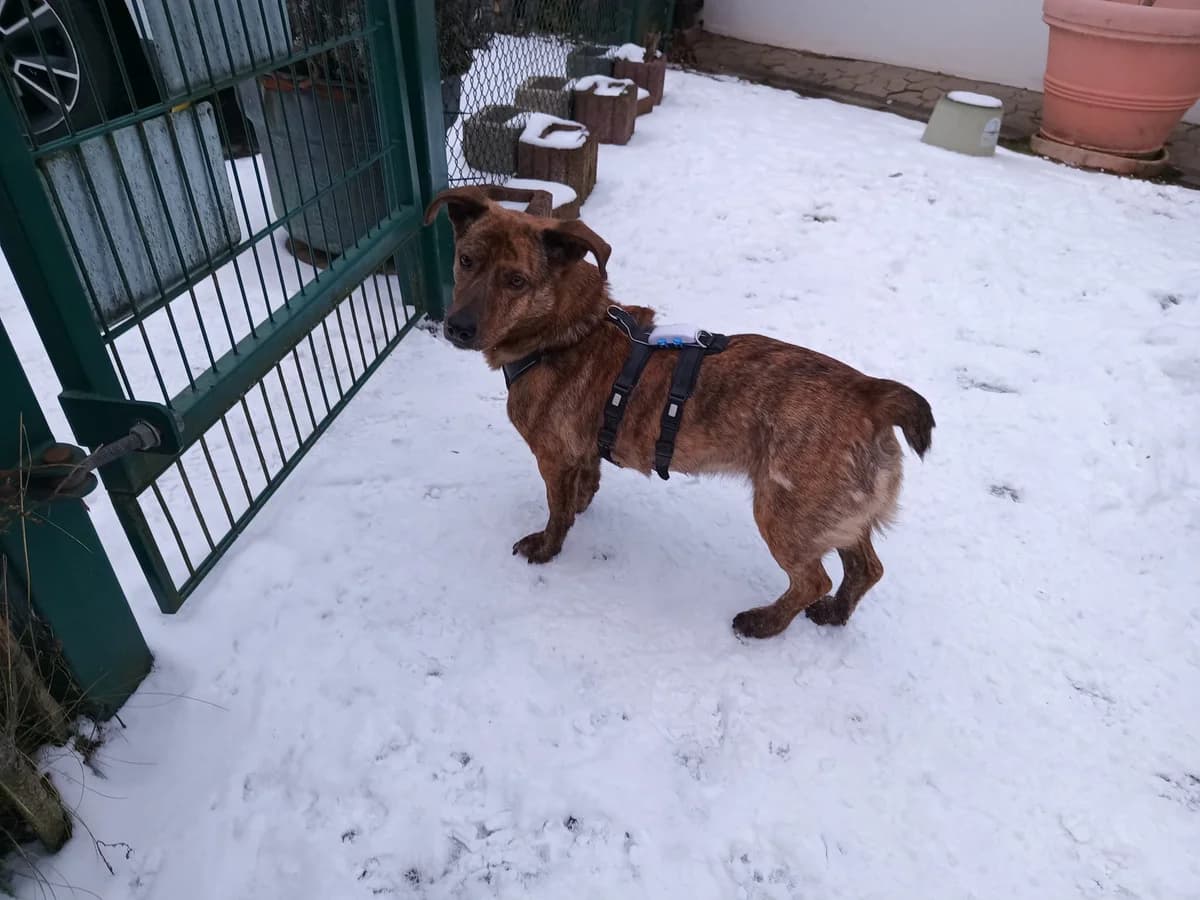 Fenya, female 6yo Mixed Breed for adoption at Ein Herz für Streuner e.V., München
