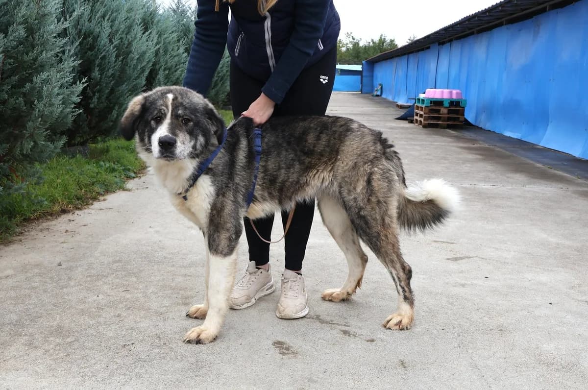 Fera, grau female 5yo Mixed Breed for adoption at Ein Herz für Streuner e.V., München
