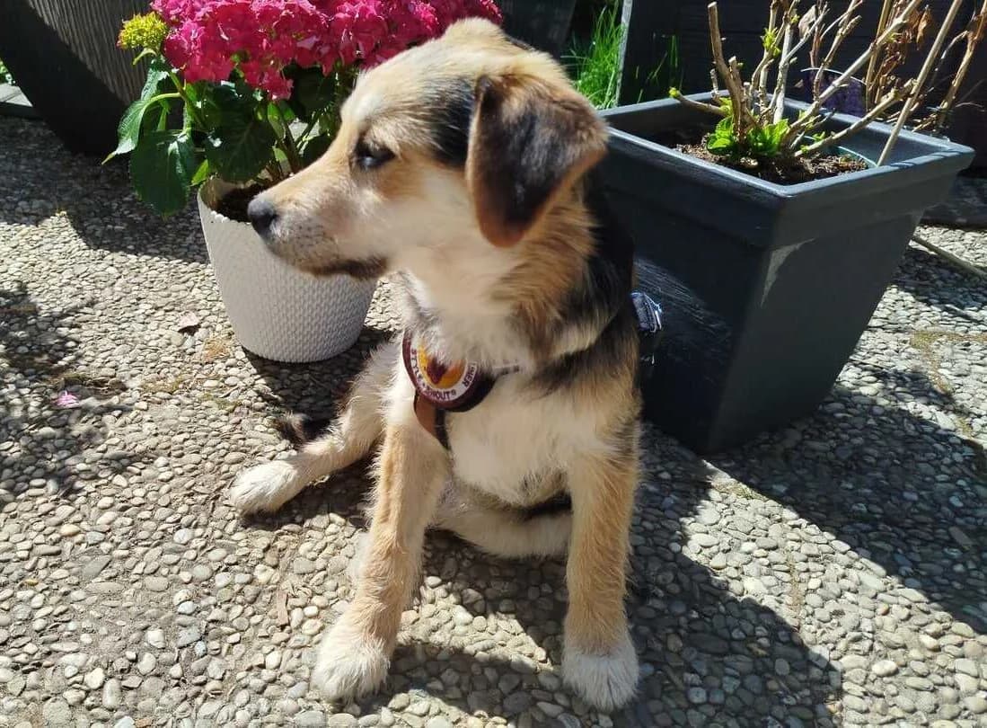 Ferdi, male puppy Mixed Breed for adoption at Ein Herz für Streuner e.V., München