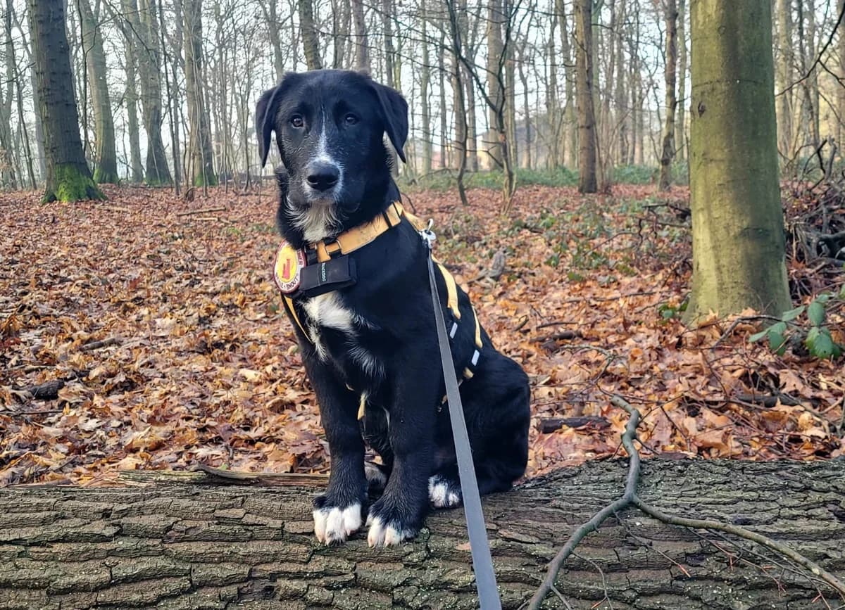 Ferdinand, male puppy Mixed Breed for adoption at Ein Herz für Streuner e.V., München