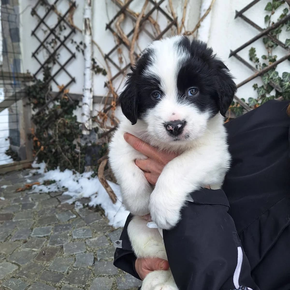 Ferdinand, schwarz male puppy Mixed Breed for adoption at Ein Herz für Streuner e.V., München