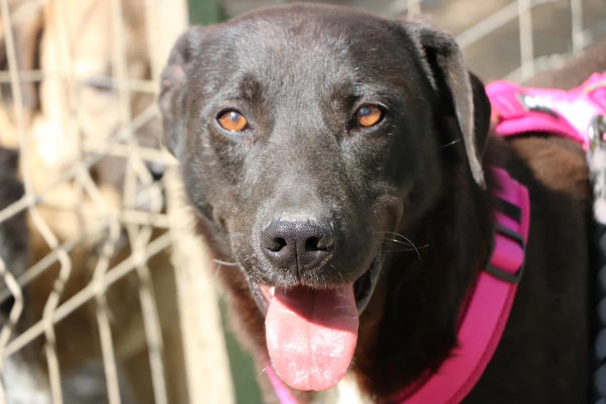 Ferdinand, male 5yo Mixed Breed for adoption at Ein Herz für Streuner e.V., München