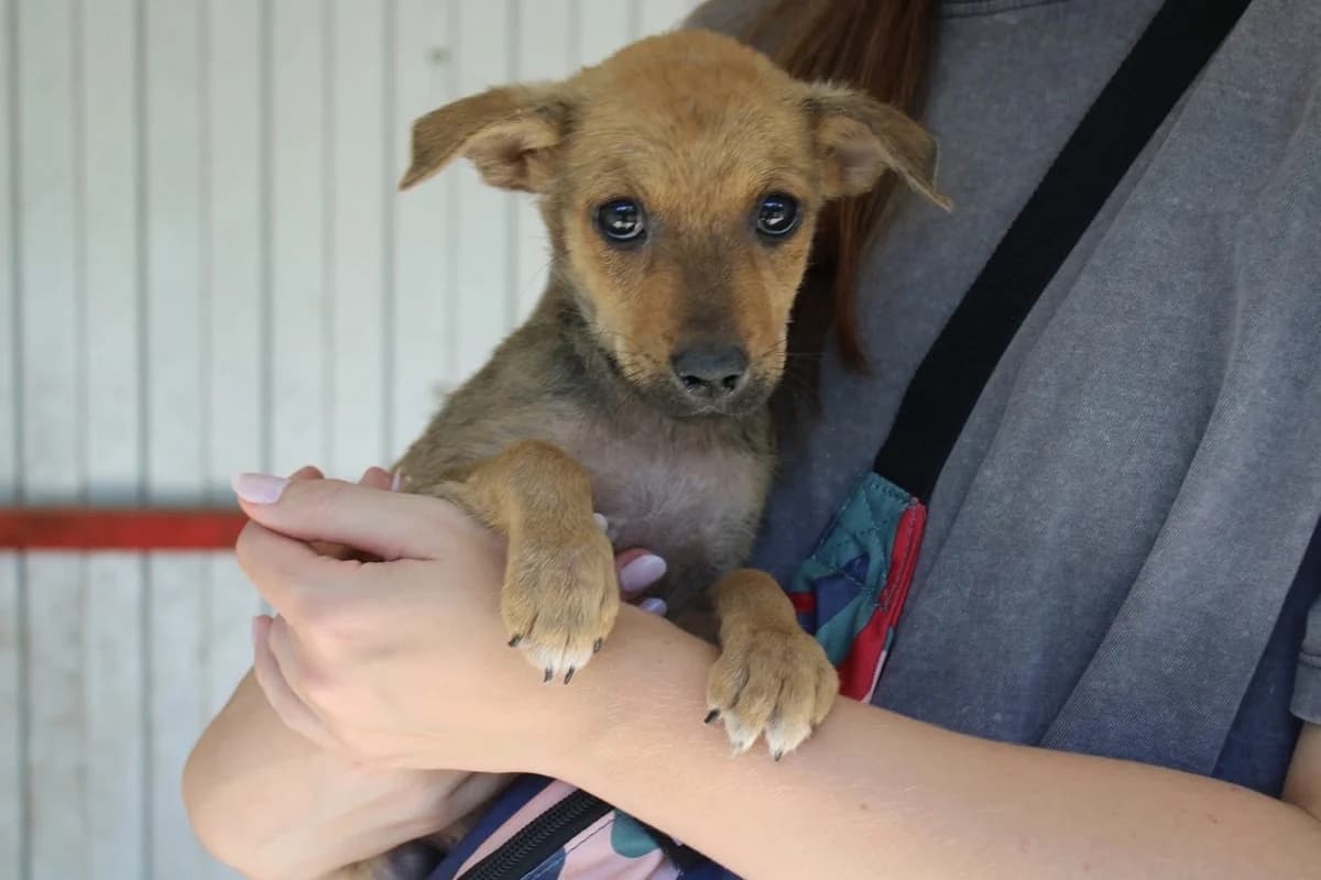 Ferdinand, male puppy Mixed Breed for adoption at Ein Herz für Streuner e.V., München