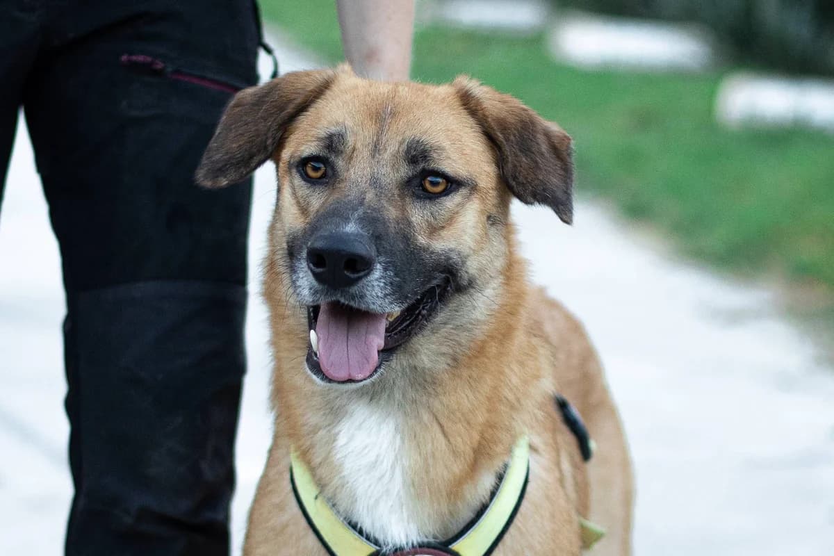 Feri, male young Mixed Breed for adoption at Ein Herz für Streuner e.V., München