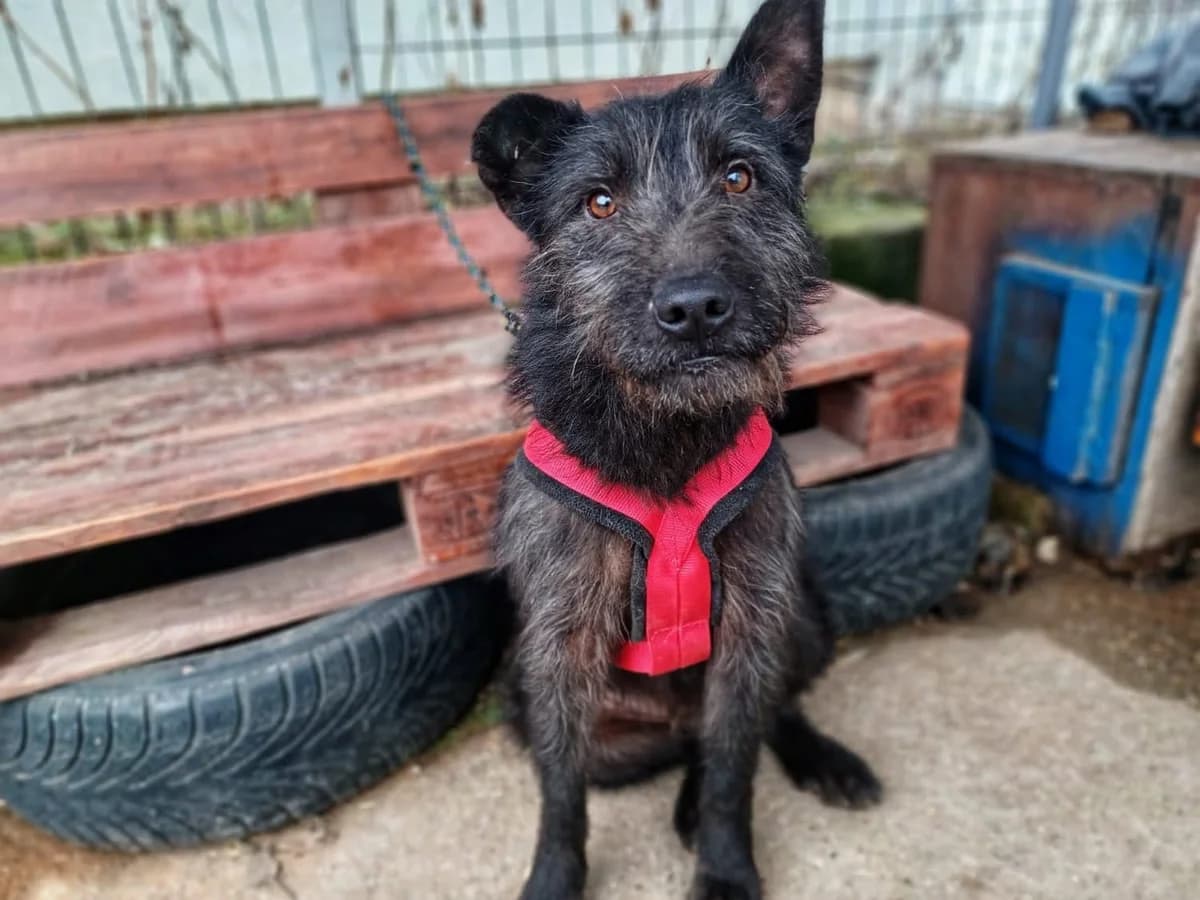 Ferries, male 3yo Mixed Breed for adoption at Ein Herz für Streuner e.V., München