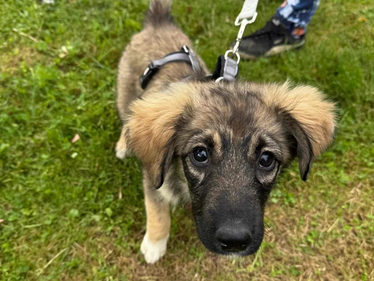 Feya, female puppy Mixed Breed for adoption at Ein Herz für Streuner e.V., München