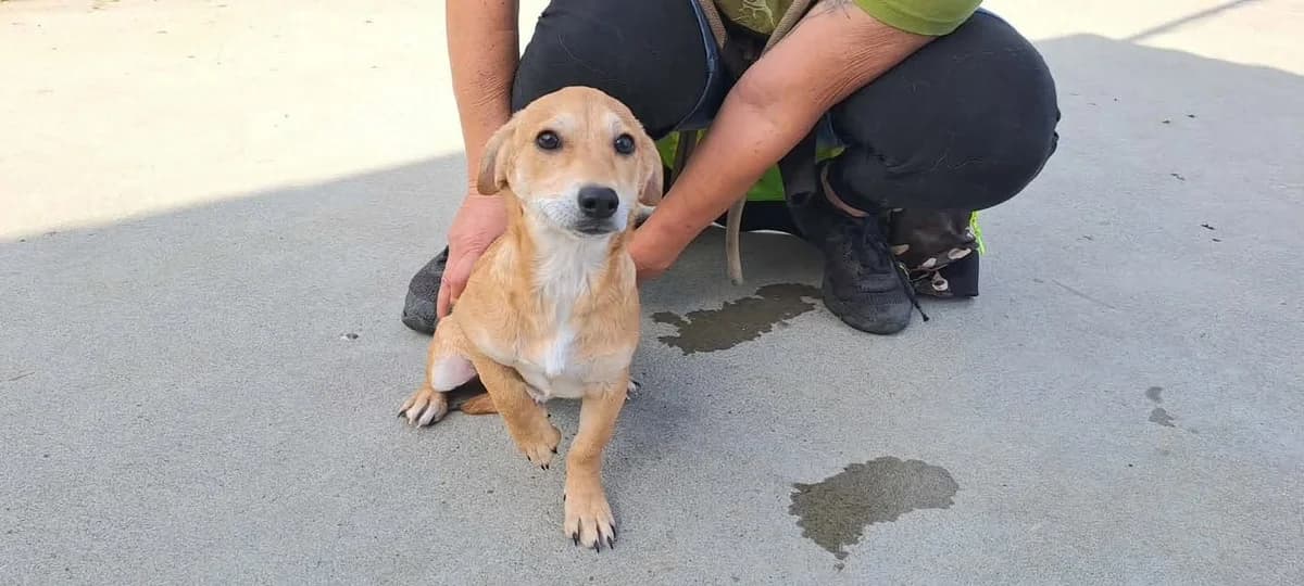 Fia, female puppy Mixed Breed for adoption at Ein Herz für Streuner e.V., München