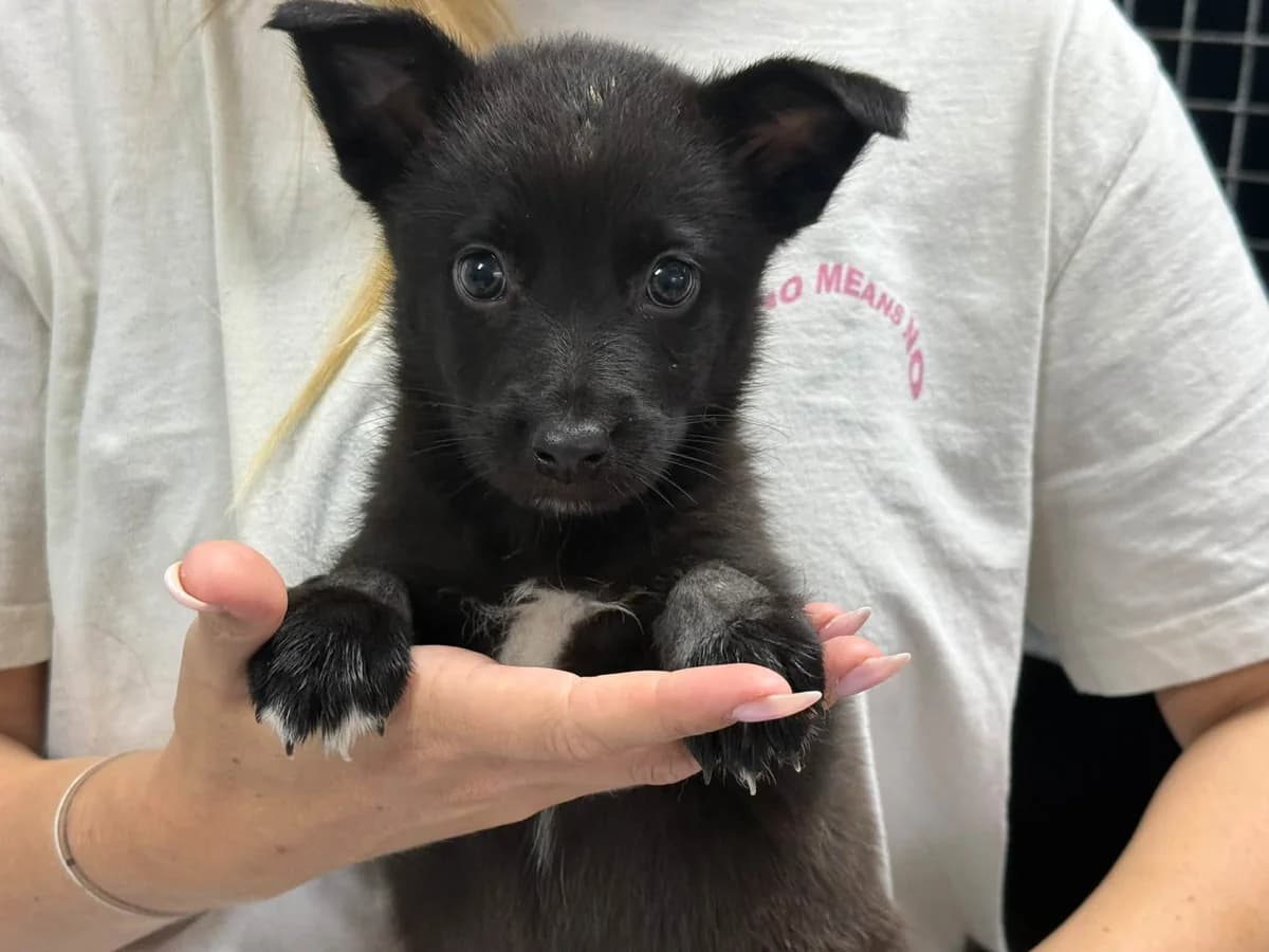 Fianna, weiß female puppy Mixed Breed for adoption at Ein Herz für Streuner e.V., München