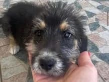 Fibi, puppy Mixed Breed for adoption at Ein Herz für Streuner e.V., München