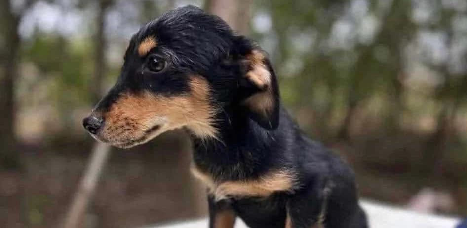 Fibi, puppy Mixed Breed for adoption at Ein Herz für Streuner e.V., München