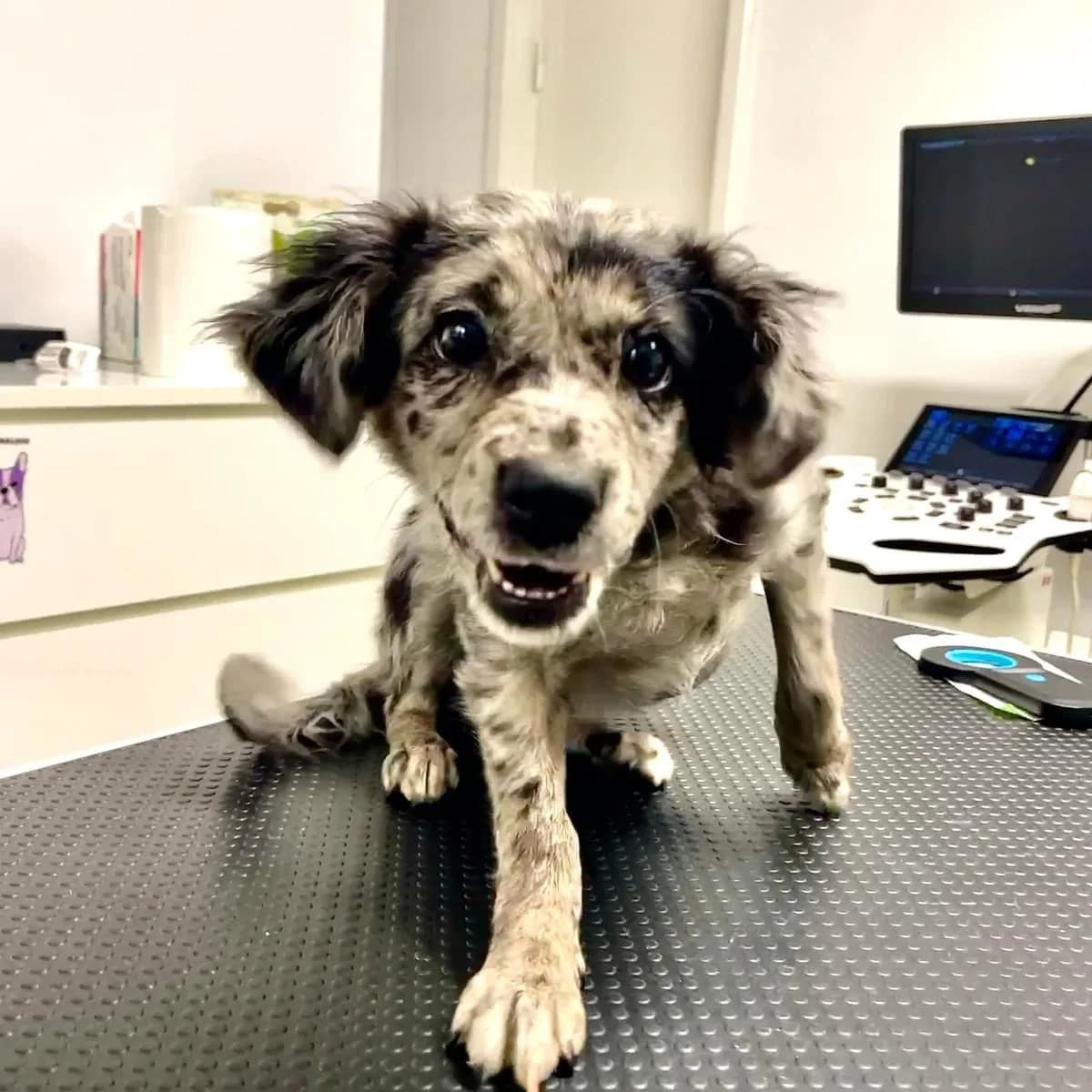 Fibi, female puppy Mixed Breed for adoption at Ein Herz für Streuner e.V., München