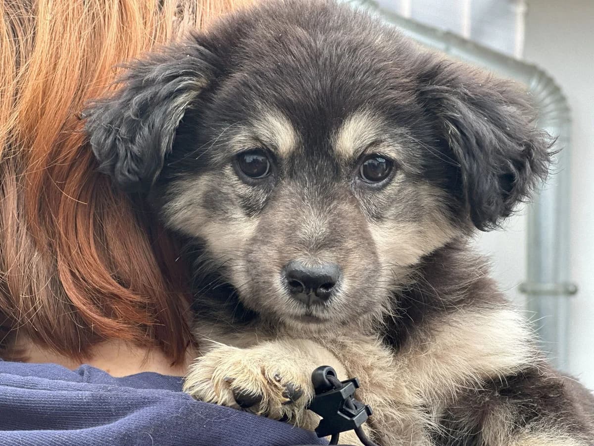 Fibie, weiß female puppy Mixed Breed for adoption at Ein Herz für Streuner e.V., München
