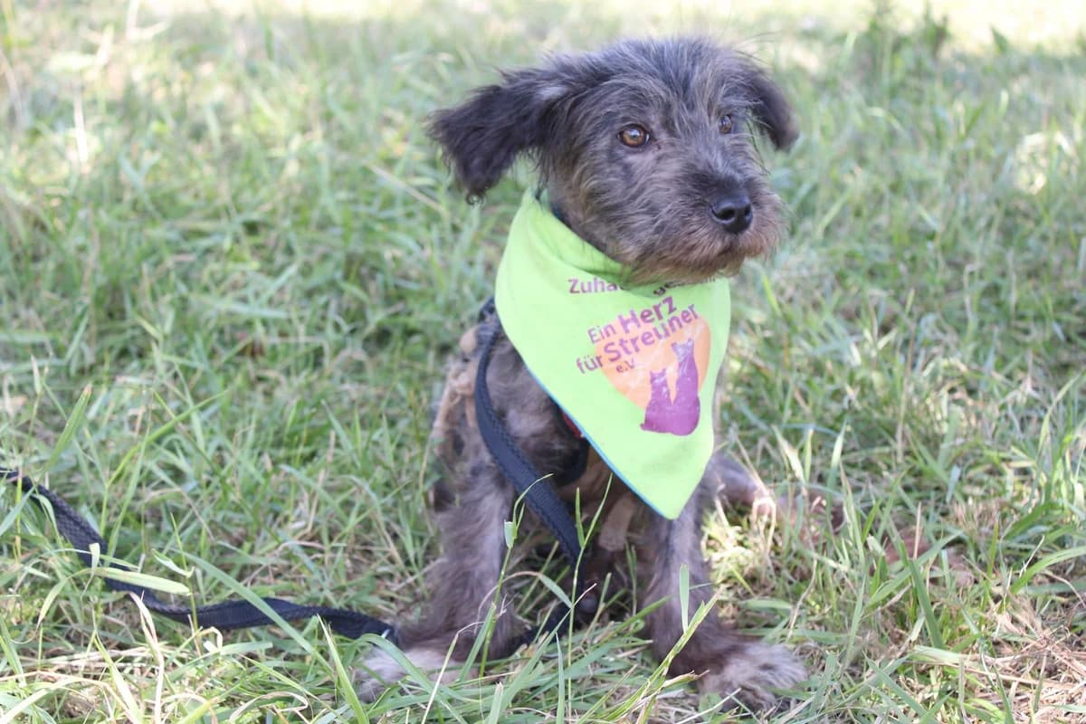Fidelio, male puppy Mixed Breed for adoption at Ein Herz für Streuner e.V., München