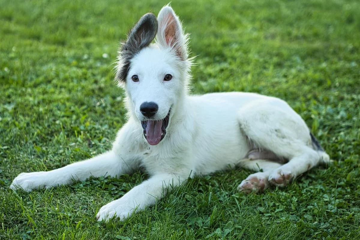 Fidelius, male puppy Mixed Breed for adoption at Ein Herz für Streuner e.V., München