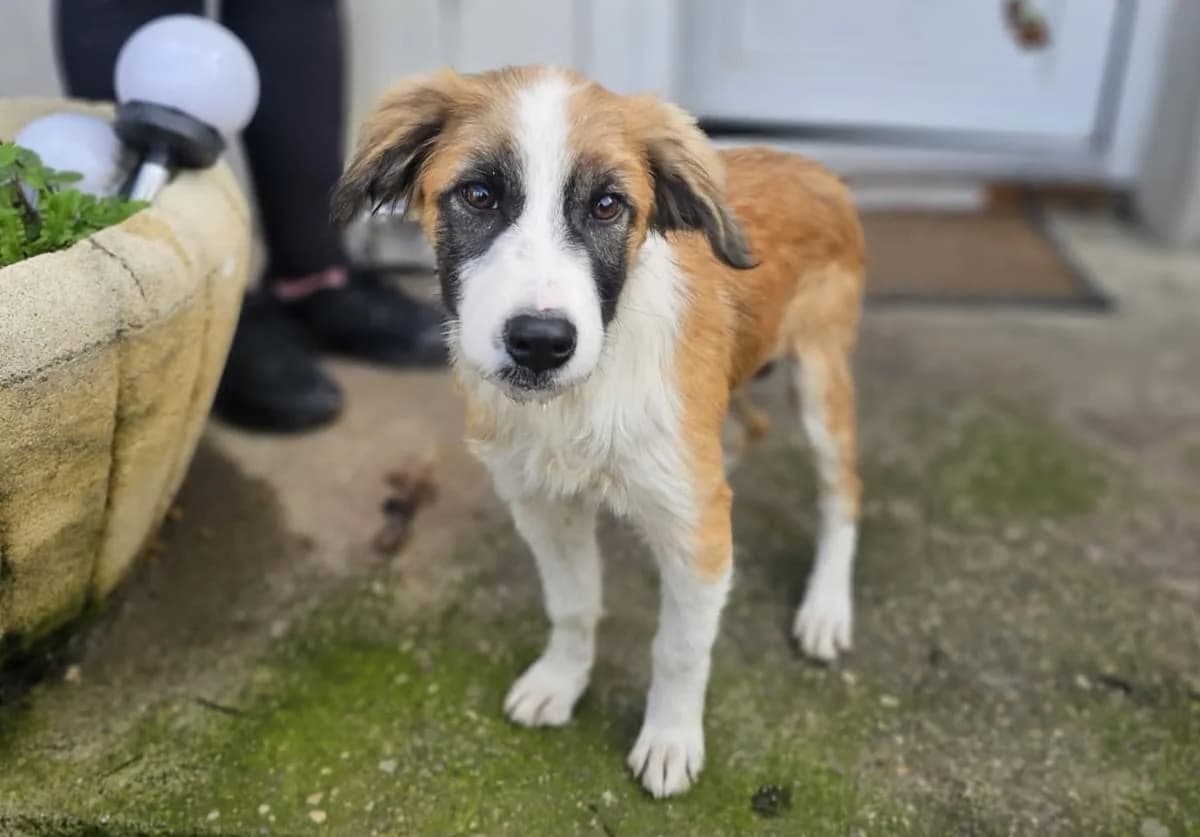 Fidi, female puppy Mixed Breed for adoption at Ein Herz für Streuner e.V., München