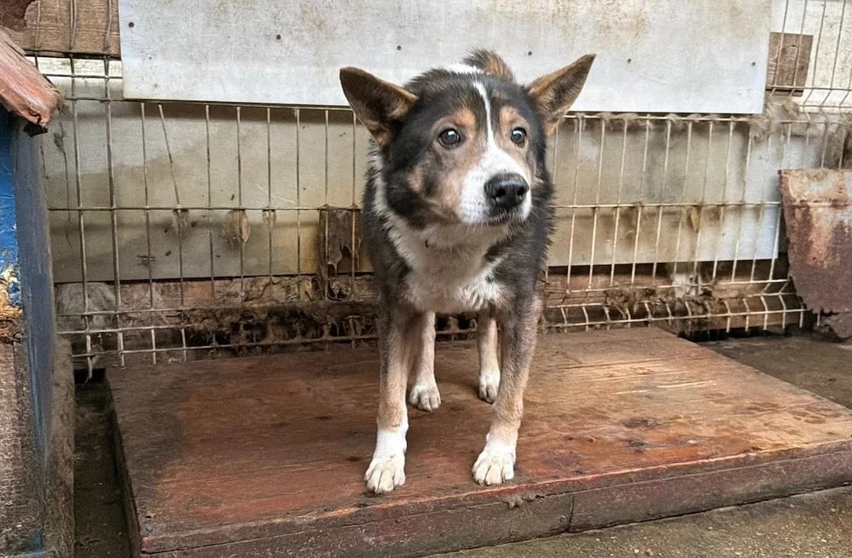 Fidibus, male senior Mixed Breed for adoption at Ein Herz für Streuner e.V., München