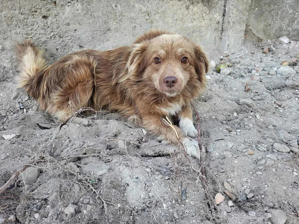 Fidji, male young Mixed Breed for adoption at Ein Herz für Streuner e.V., München