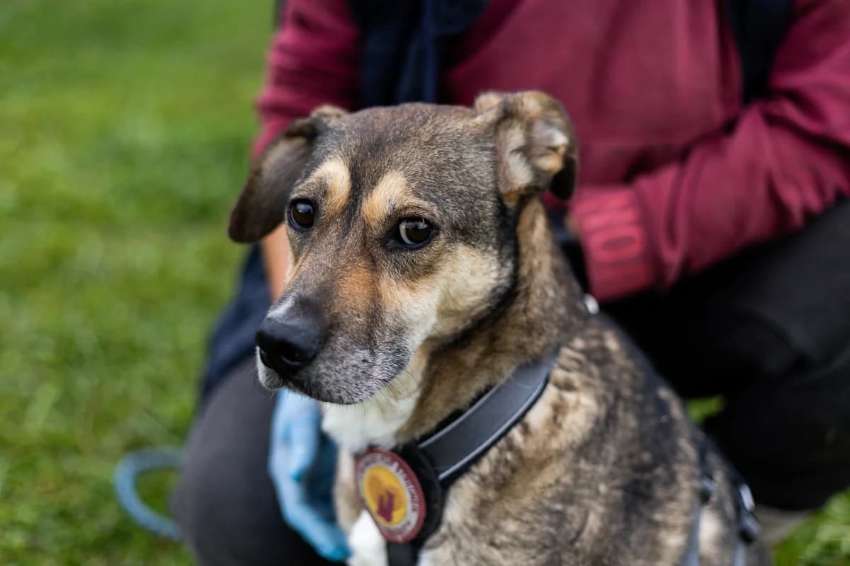 Fido, male 5yo Mixed Breed for adoption at Ein Herz für Streuner e.V., München