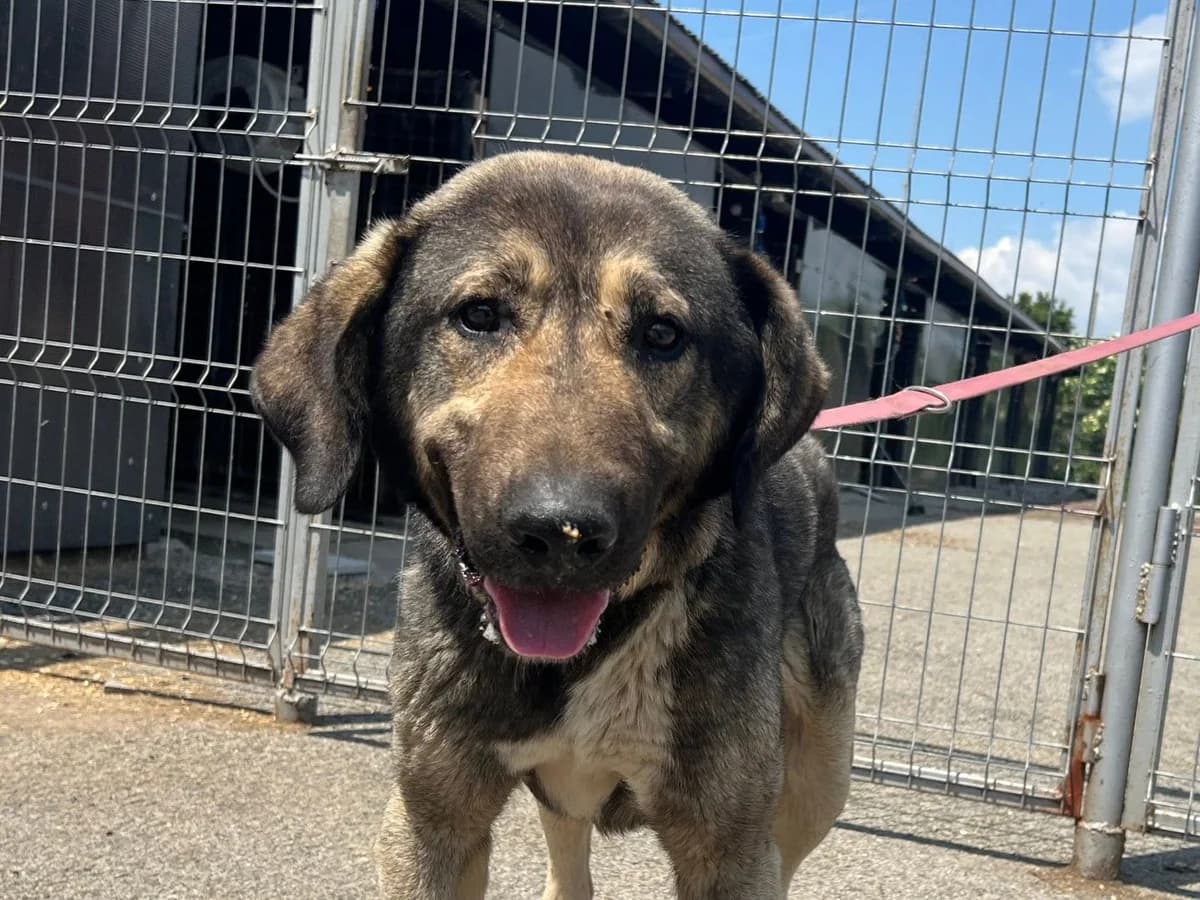 Fido, braun male 5yo Mixed Breed for adoption at Ein Herz für Streuner e.V., München