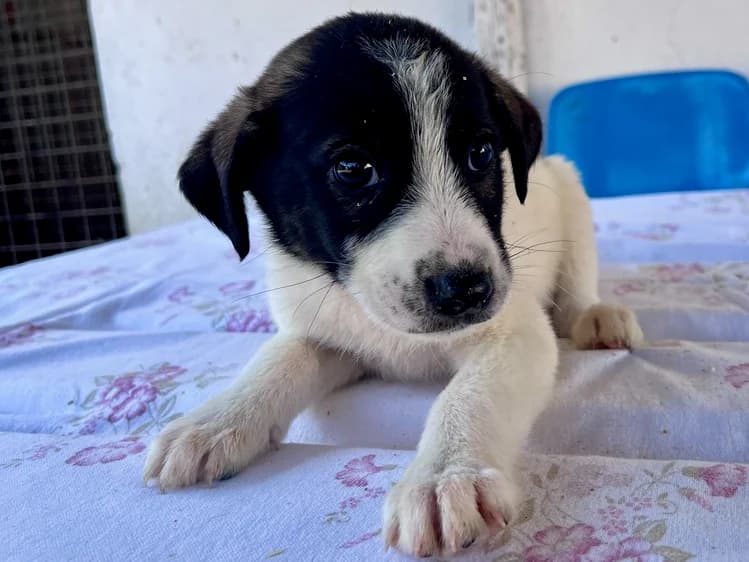 Fidschi, female puppy Mixed Breed for adoption at Ein Herz für Streuner e.V., München