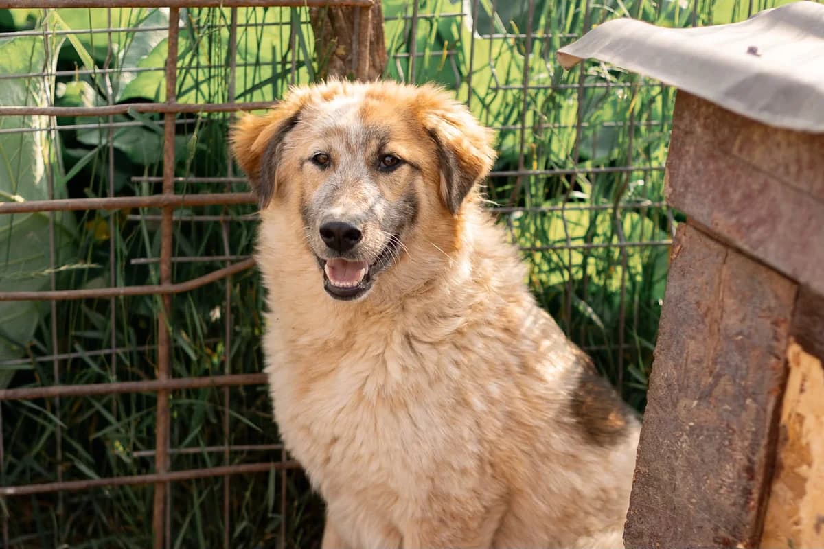 Fiena, female puppy Mixed Breed for adoption at Ein Herz für Streuner e.V., München