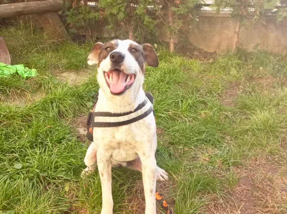 Fienchen, weiß female 5yo Mixed Breed for adoption at Ein Herz für Streuner e.V., München