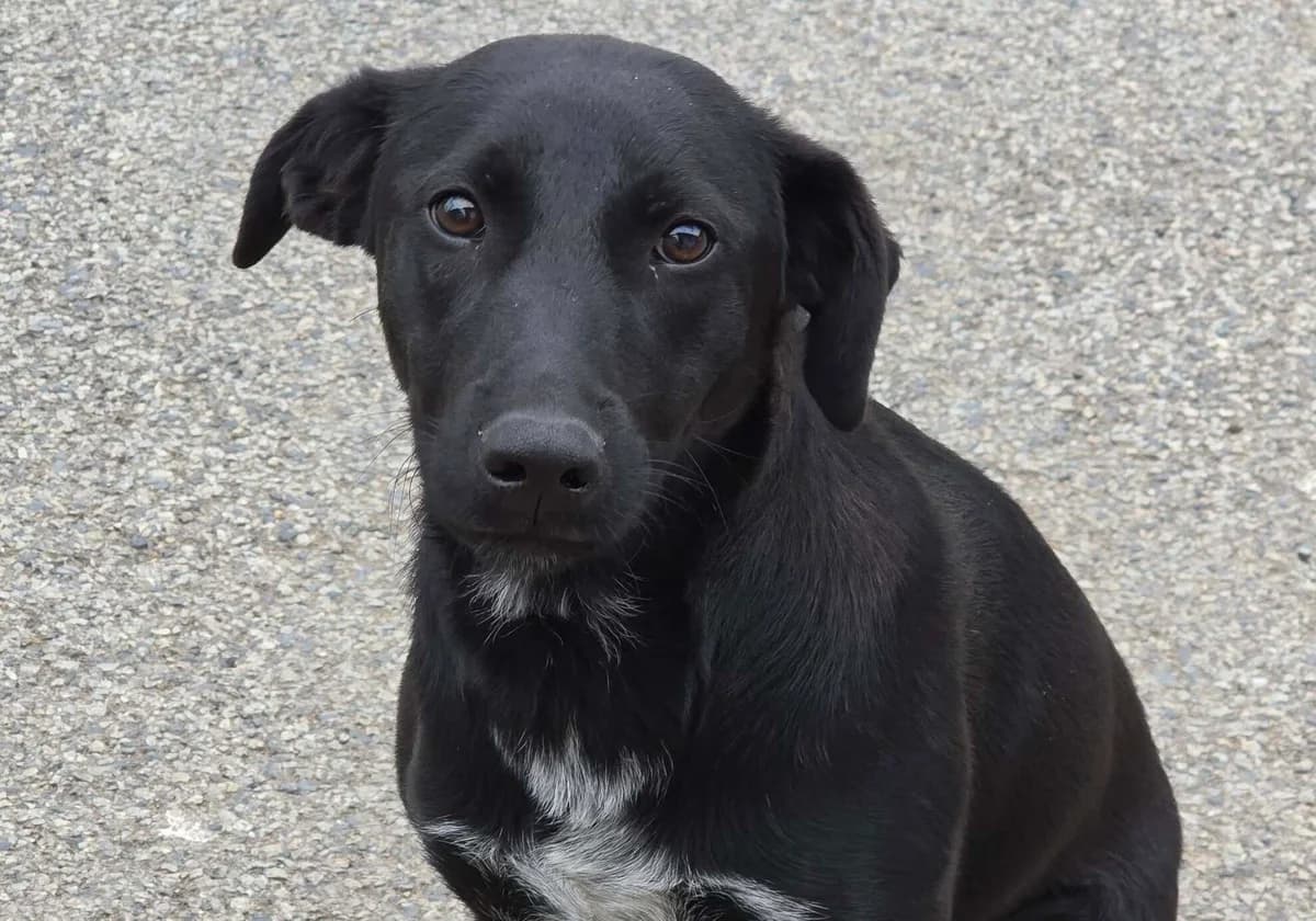 Fienchen, weiß female puppy Mixed Breed for adoption at Ein Herz für Streuner e.V., München