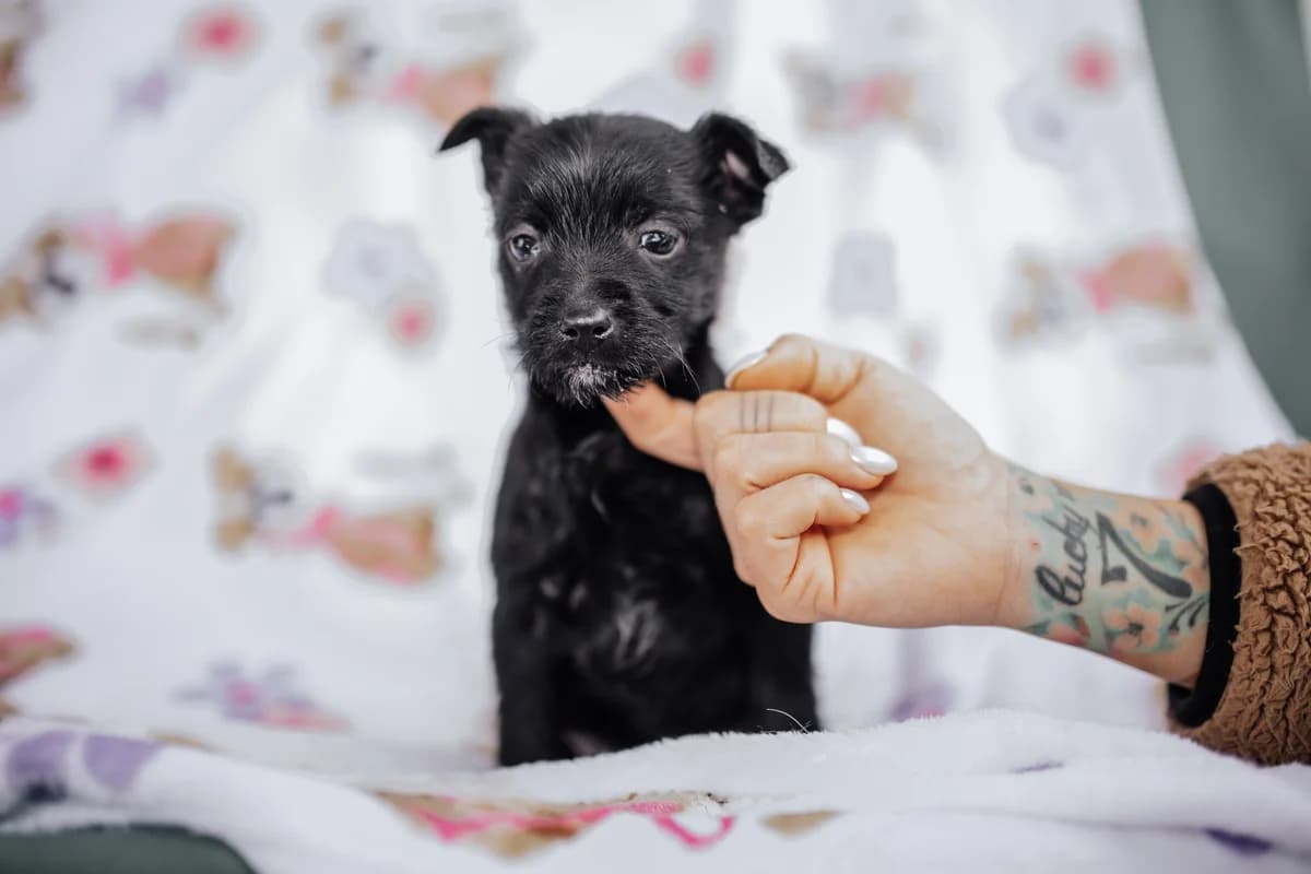 Fiene, female puppy Mixed Breed for adoption at Ein Herz für Streuner e.V., München