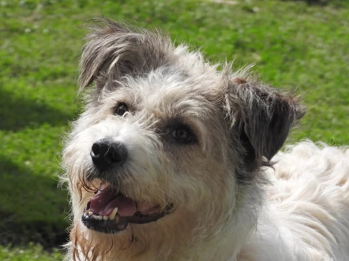 Fiene, female 3yo Mixed Breed for adoption at Ein Herz für Streuner e.V., München