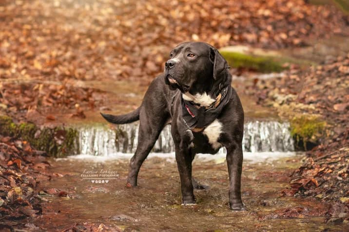 Fiero, male senior Mixed Breed for adoption at Ein Herz für Streuner e.V., München