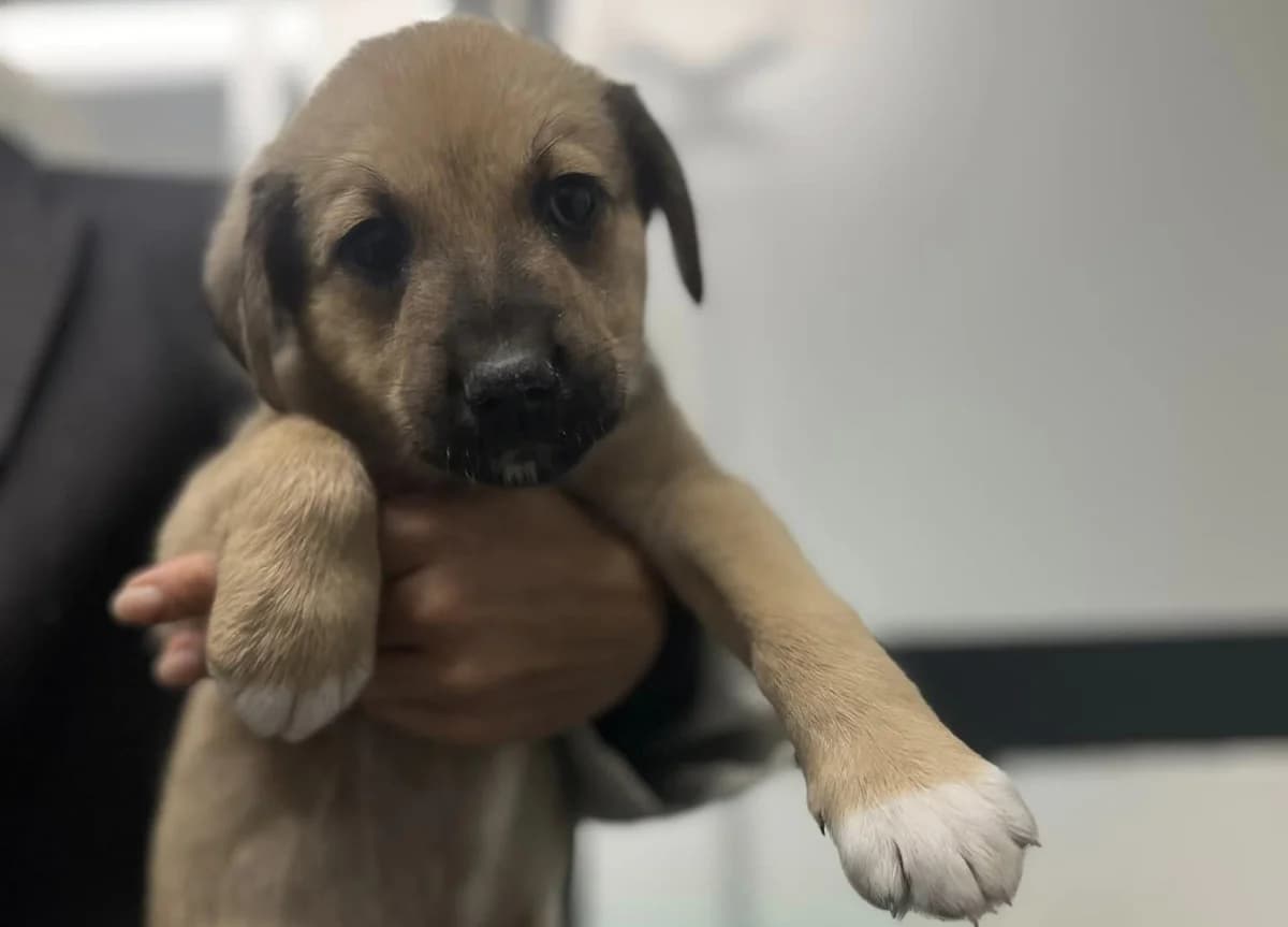 Fiete, male puppy Mixed Breed for adoption at Ein Herz für Streuner e.V., München