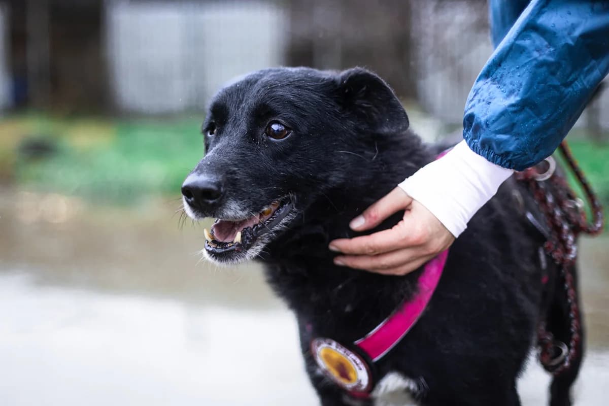 Fiete, male senior Mixed Breed for adoption at Ein Herz für Streuner e.V., München